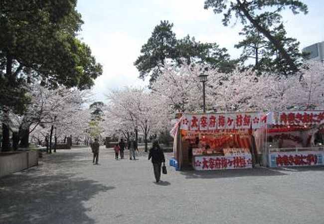 小倉城と桜