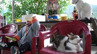 猫好きなら絶対おススメ。