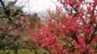 春の訪れ大阪城の梅園