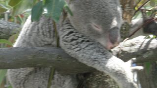 コアラが可愛い！！