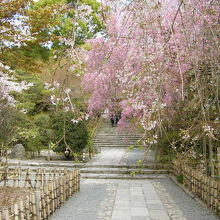 庫裏へ上がる石段前の枝垂れ桜