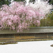 石庭の紅しだれ桜