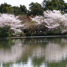 鏡容池の桜