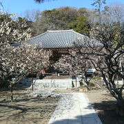 地福寺・・梅のお寺素敵です。