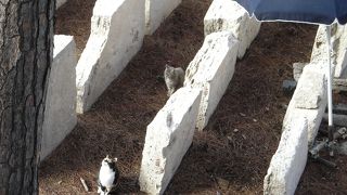 猫が好きなら♪