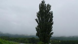 雨の美瑛は厳しいです