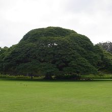 CMそのままで感動。