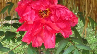 牡丹で有名な大根島・由志園で寒牡丹を楽しみました。