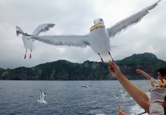 水中展望船ニューしゃこたん号 クチコミ アクセス 営業時間 積丹半島 フォートラベル 水中展望船ニューしゃこたん号 クチコミ アクセス 営業時間 積丹半島 フォートラベル