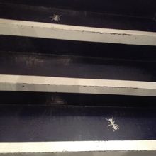 階段にクモのイラスト。こんなのがかわいいっ！