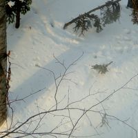 巣箱と動物の足跡