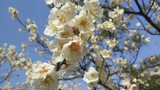 文化財てきな日本庭園です。