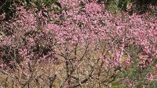 素晴らしい庭園があります