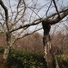 桜の時期はすごくきれいなんでしょうね