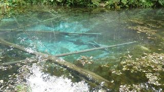 本当に青いです