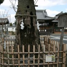 樹齢400年のムクロジ