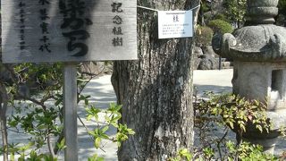 鎌倉に愛染かつらの木が・・。そして石像が多い。