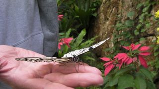 人懐っこい蝶々