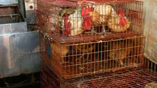 地元の人でいっぱい、お肉をさばいてます