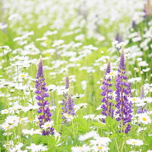 ルピナスとマーガレットが綺麗でした。