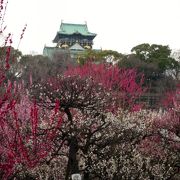 大阪市のオアシス　季節の花が咲きます