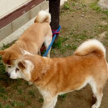 犬を散歩させている人も多い