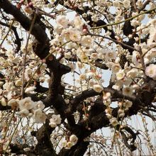 白梅　様々な品種があります