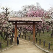 茶屋風の門があります
