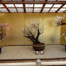 盆梅の展示も