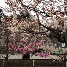 思いのまま　この品種は白梅と紅梅が同じ木に咲きます