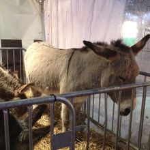 ロバもいます！