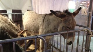 クリスマス時期のマルシェとイルミネーションはおすすめ