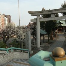 本殿は正面。左梅林