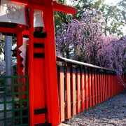 車折神社の梅