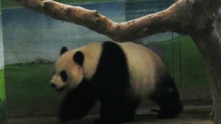 台北市立動物園でパンダ