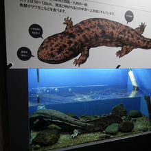 オオサンショウウオ