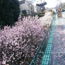 リフトからの景色