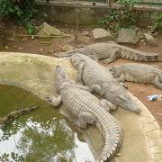 小さな動物園