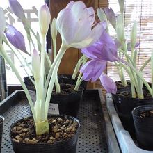 あまり見かけない花なども販売