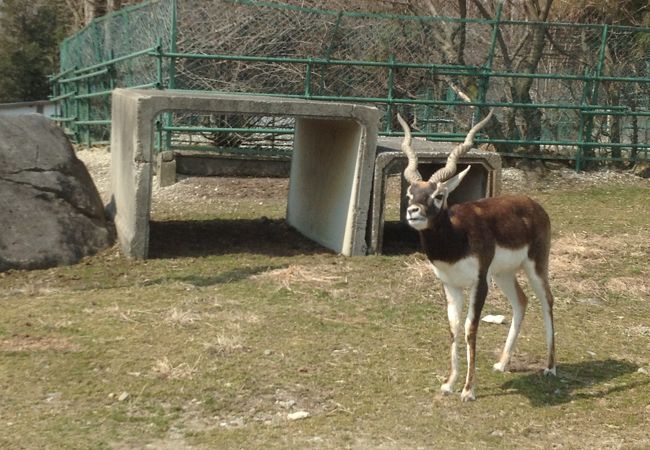 草食動物が続いて…