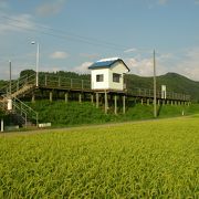 水田の中