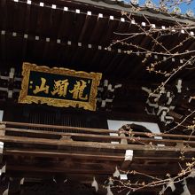 山門前は開花前　境内の桜は５分咲きでした