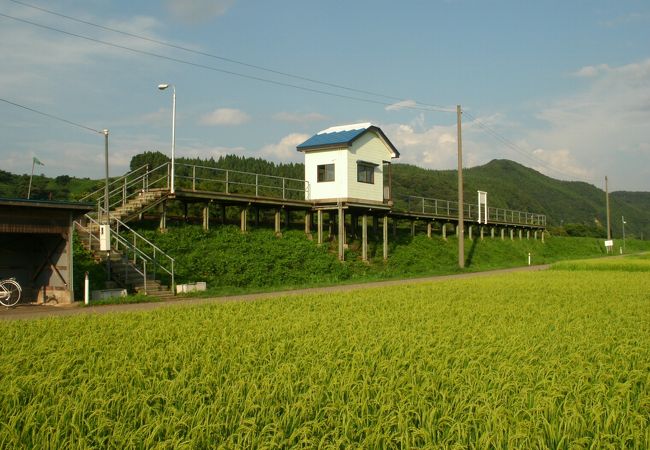 水田の中