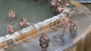 サルが面白い！！