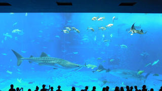 ジンベエに会えました♪