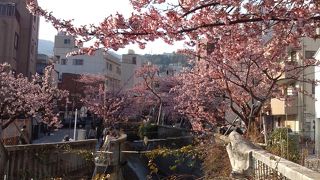 桜まつり終了～！