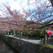 哲学の道、もっと桜が・・