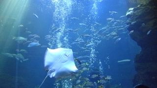 オオサンショウウオがいます