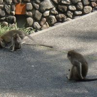 おとなしいお猿さんたち