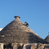 とんがりお屋根に猫が